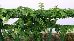 How to Grow Fig Tree Houseplants 9 Ficus PumilaÂ