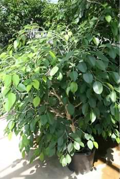 Ficus Benjamina fig tree houseplants