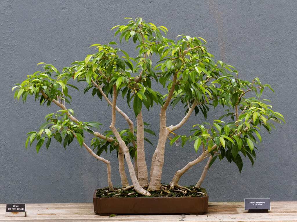 ficus benjamina bonsai