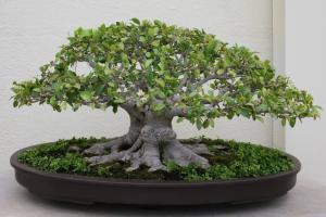 Ficus microcarpa