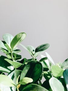 How to Grow Fig Tree Houseplants 6 Ficus Benghalensis