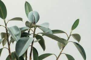 How to Grow Fig Tree Houseplants 4 Ficus elastica another popular fig tree houseplants