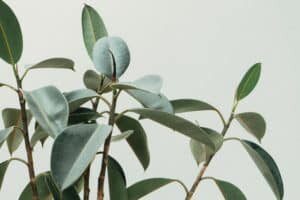 Ficus elastica another popular fig tree houseplants