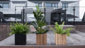How to Grow Fig Tree Houseplants 3 Fig tree houseplants are simple to grow inside. Click to learn which fig tree houseplants to consider adding to your collection and growing tips for each.