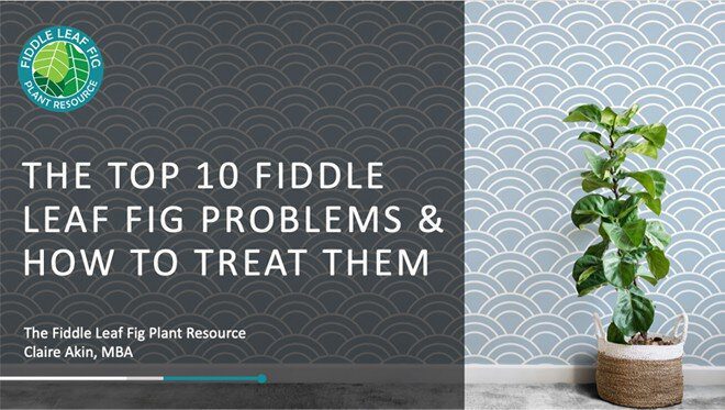 Top 10 Fiddle Leaf Fig Problems & How to Treat Them 1 webinar new