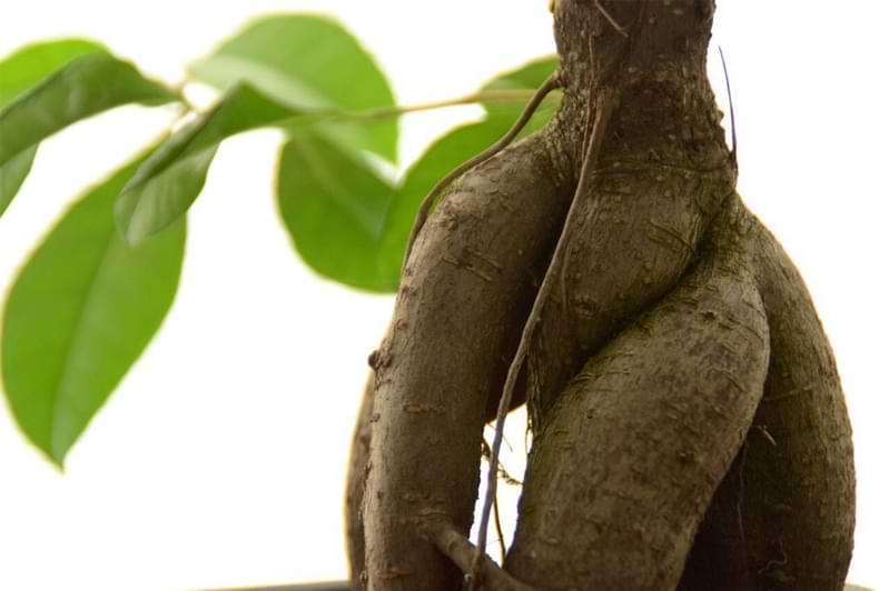 How to Care For Your Ficus Bonsai 4 Do you have a ficus bonsai? Curious the best way to care for it? Discover how to care for your ficus bonsai so it can grow healthy and strong.