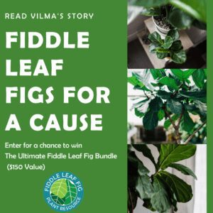 Fiddle Leaf Figs for a Cause: Vilma's Story 3 Fiddle Leaf Figs for a Cause