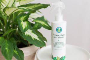 Our Top 5 Fiddle Leaf Fig Hacks 7 Houseplant Leaf Armor