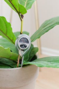 Moisture Meter: Do you suspect your fiddle leaf fig is drying out? Read about the 4 sneaky reasons why your fiddle leaf fig is drying out and how to correct it. 