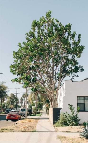 How (and Why) to Acclimate Your Fiddle Leaf Fig to Full Sun 5 The Benefits of Full Sun for Your Fiddle