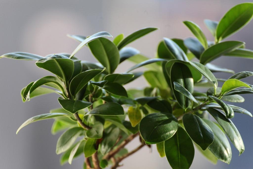 Do you have a ficus bonsai? Curious the best way to care for it? Discover how to care for your ficus bonsai so it can grow healthy and strong.