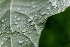 Are you wondering how to shower your fiddle leaf fig? Learn the best tips to giving your fiddle leaf fig a shower and how to keep it healthy. 