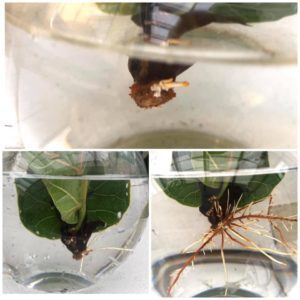 Can You Grow a Fiddle Leaf Fig From Seeds? | Plant Resource