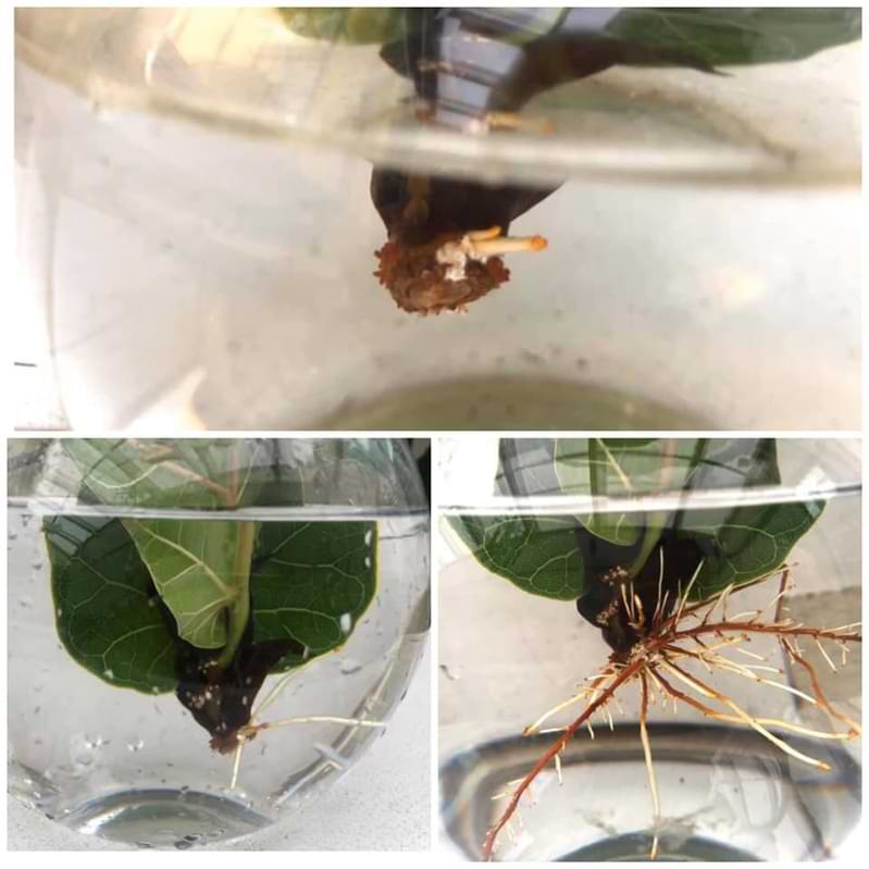 Everything You Need to Know About Fiddle Leaf Fig Propagation 5 Mayuri Kai from Fiddle Leaf Fig Plant Resource Center