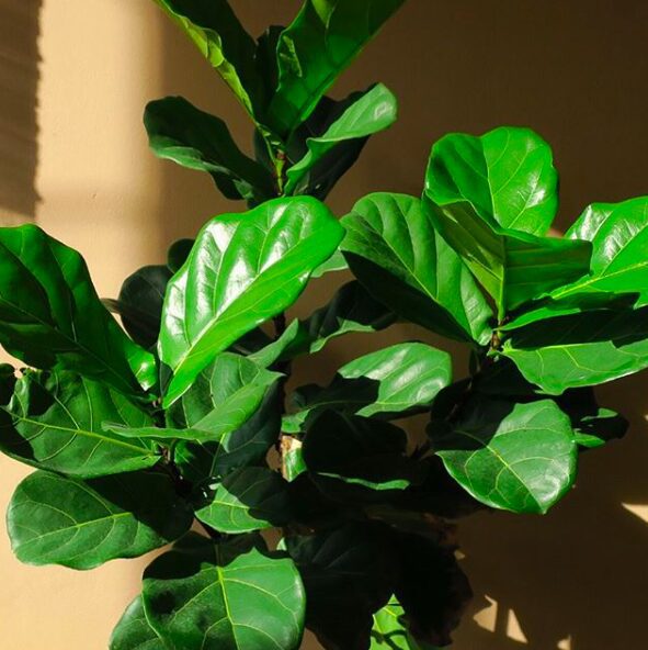 Read the ultimate ficus lyrata care guide for complete beginners. If you are new to having a fiddle leaf fig, read this care guide.