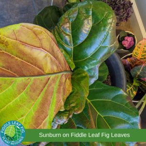 Edema on Fiddle Leaf Fig Leaves 4 Sunburn on fiddle leaf fig leaves. Edema on fiddle leaf fig leaves.
