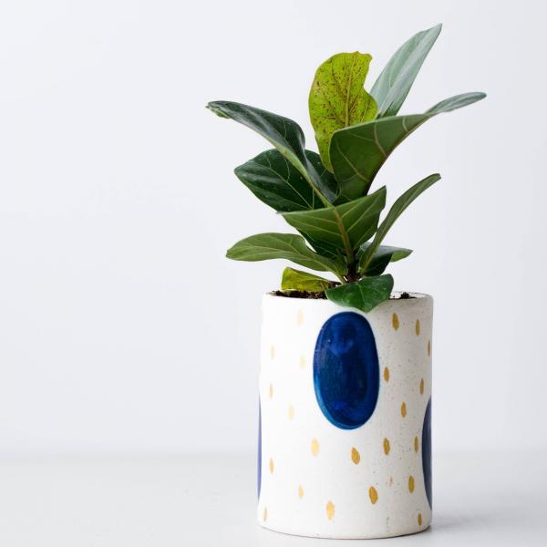The Ultimate Guide to Fiddle Leaf Fig Care 11 Edema on Plant Leaves