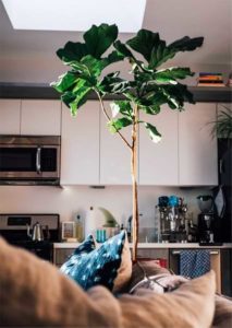 How Much Light Does a Fiddle Leaf Fig Tree Need?