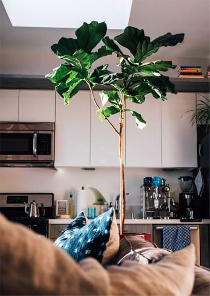 Fiddle Leaf Figs need bright, indirect light