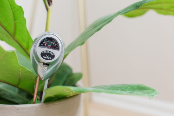 Use a Moisture Meter to know when your plant is thirsty