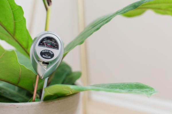 The Ultimate Guide to Fiddle Leaf Fig Care 8 Use a Moisture Meter to know when your plant is thirsty