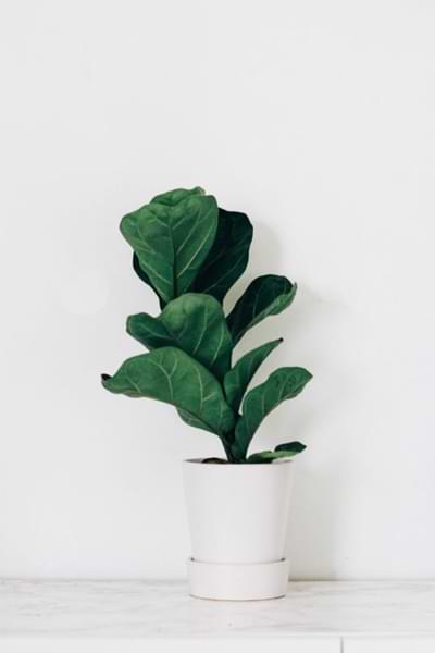The Ultimate Guide to Fiddle Leaf Fig Care 7 Fiddle Leaf Figs need proper watering
