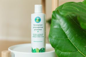 Are you wondering if you can make your own rooting hormone? Discover which rooting hormone is best to propagate your indoor houseplants and fiddle leaf fig. 