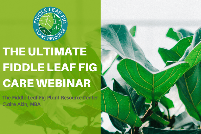 The Ultimate Fiddle Leaf Fig Care Webinar