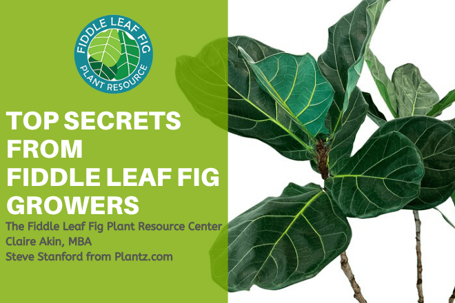 Top Secrets from Fiddle Leaf FIg Growers Webinar