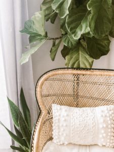 Do Fiddle Leaf Fig Plants Clean the Air? 5 Fiddle Leaf Fig Plants Clean the Air
