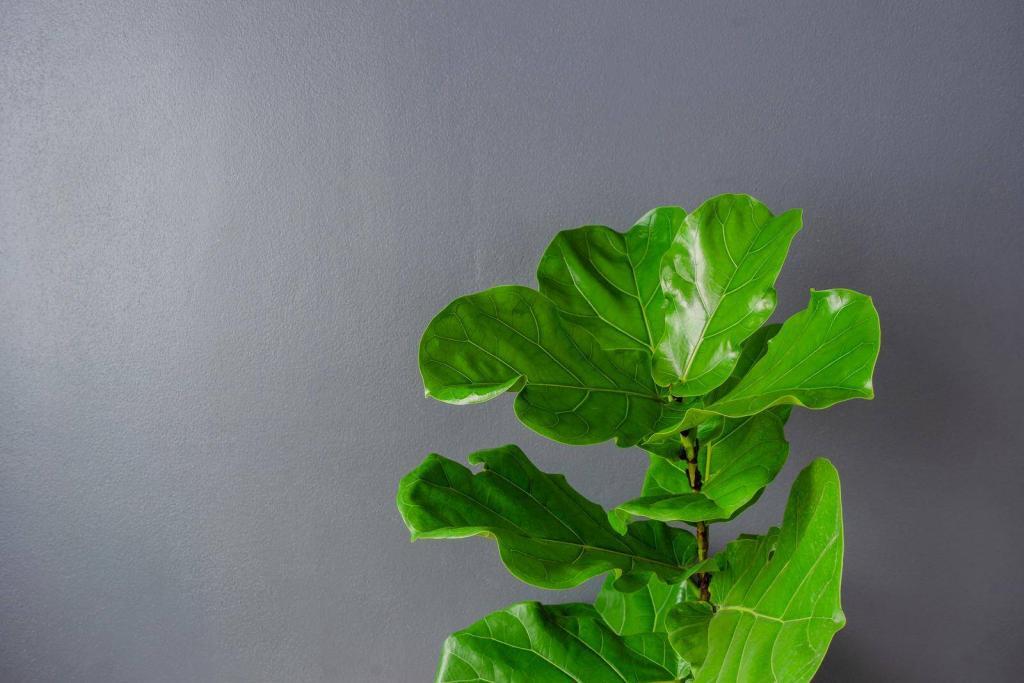 Discover 15 interesting facts about fiddle leaf fig trees from Tony Manhart, the founder and editor in chief at Gardening Dream.