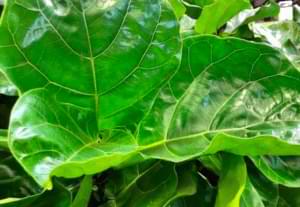 How Much Humidity Does a Fiddle Leaf Fig Need? 6 Low Humidity Fiddle Leaf FIg