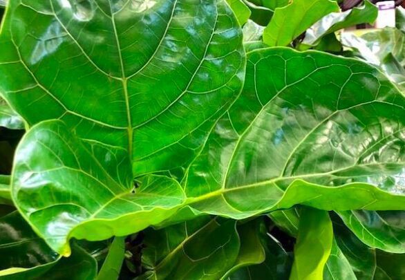 Fiddle leaf figs in their natural habitat live in very humid environments. Just how much humidity does a fiddle leaf fig need? Read more to find out!