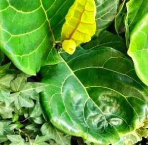 Low Humidity Fiddle Leaf Fig