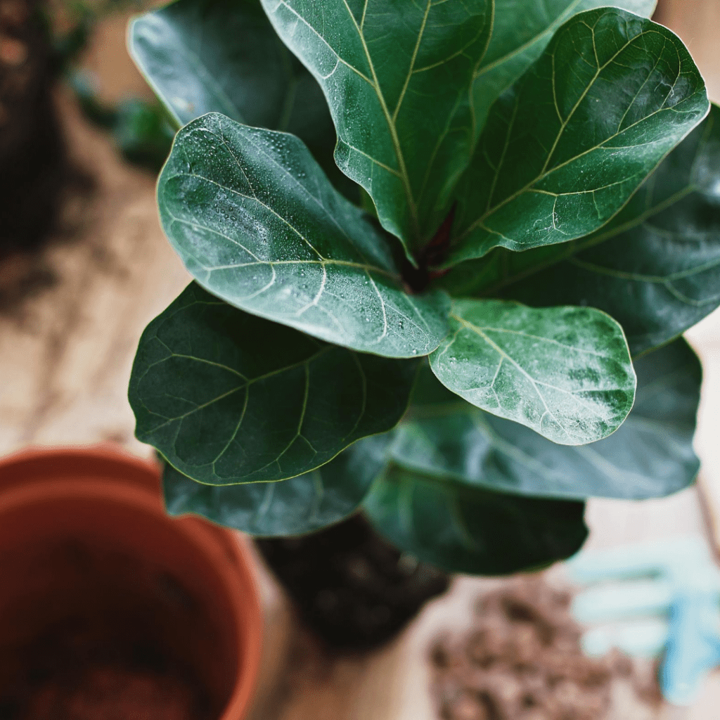 Curious if you should bottom water a fiddle leaf fig? Learn the pros and cons about bottom watering a fiddle leaf fig plant plus watering tips.