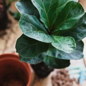 Bottom Watering Fiddle Leaf Fig