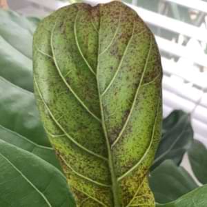 Edema Fiddle Leaf Fig Leaves