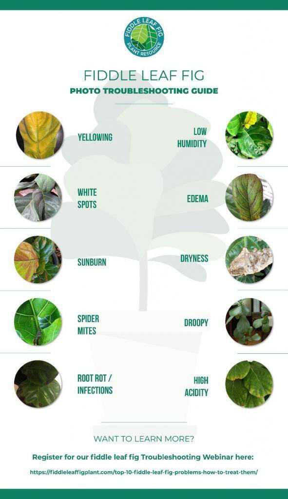 Fiddle Leaf Fig Photo Troubleshooting Guide