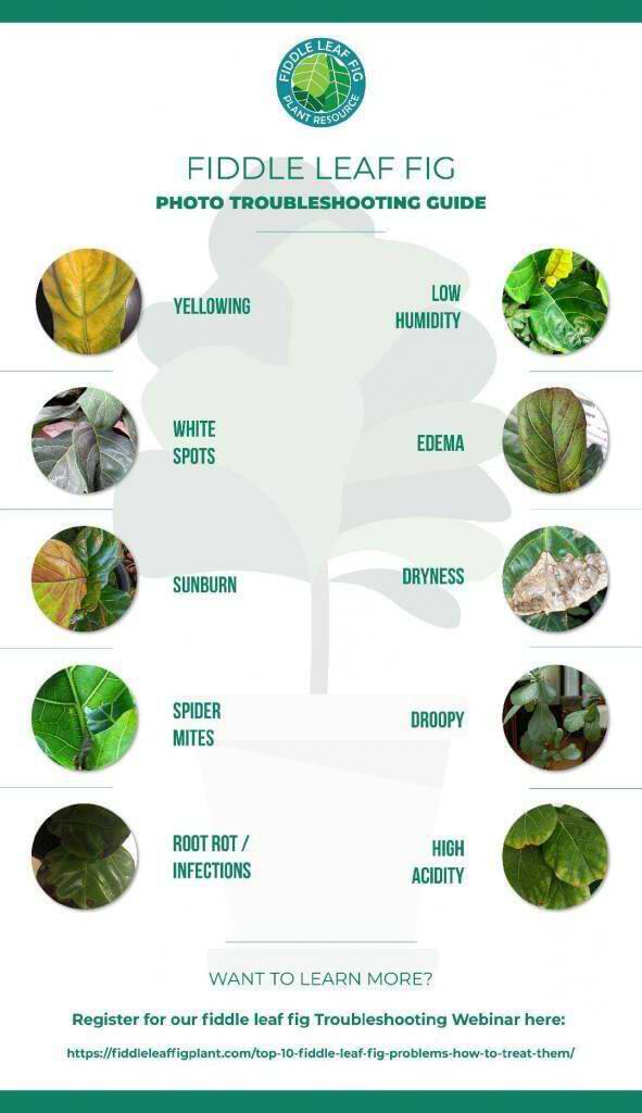 Fiddle Leaf Fig Spots: Guide