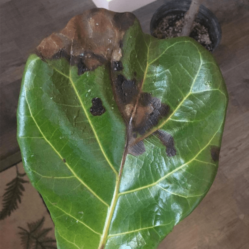 Discover what fiddle leaf fig spots mean on your fiddle leaf fig leaves. Download our fiddle leaf fig spot photo guide to help your plant stay healthy!