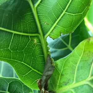 Spider Mites Fiddle Leaf Fig Leaves