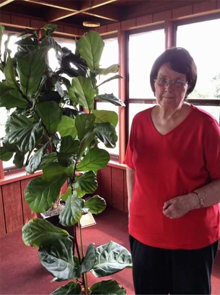 Fiddle Leaf Fig Member of the Month 3 Fiddle Leaf Fig Member