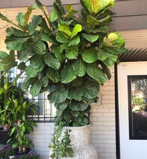 Help your fiddle leaf fig grow faster by upsizing the pot it is in.