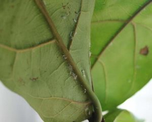 What Causes Brown Spots on Fiddle Leaf Fig Leaves & How To Treat It Quickly 6 The causes for brown spots on fiddle leaf fig leaves varies, but one thing is for certain - our guide can help you fix the problem fast.