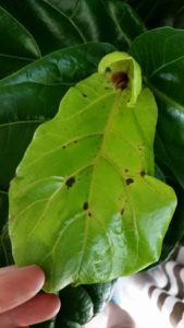 What Causes Brown Spots on Fiddle Leaf Fig Leaves & How To Treat It Quickly 7 The causes for brown spots on fiddle leaf fig leaves varies, but one thing is for certain - our guide can help you fix the problem fast.