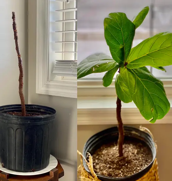 Fiddle Leaf Fig Before and After Dropping Leaves Recover-Fiddle Leaf Fig Plant Resource-fiddleleaffigplant.com