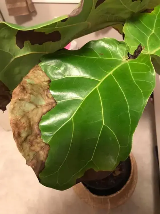 Fiddle Leaf Fig Leaves dropping off from dry conditions and underwatering fiddleleaffigplant.com-Fiddle Leaf Fig Plant Resource