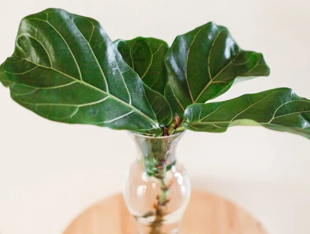 Fiddle Leaf Fig in Propagation Container