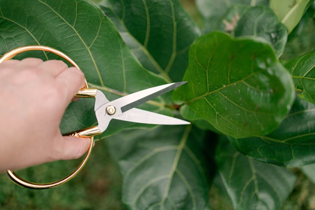 Create green and gorgeous houseplants with these six easy steps to fiddle leaf fig propagation! Pictures of the process included!