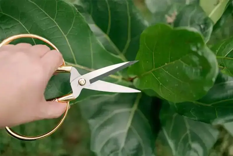 How to propagate a Fiddle Leaf Fig using Houseplant Pruning Shears from Fiddle Leaf Fig Plant Resource